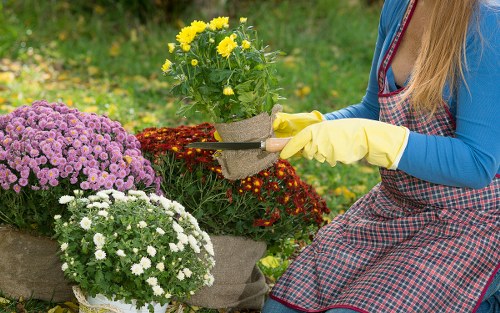Best grass types and turf selection for Docklands lawns